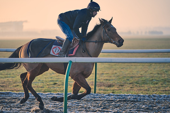 Southfields-002-Dominic-James-Horse-In-Training-4091