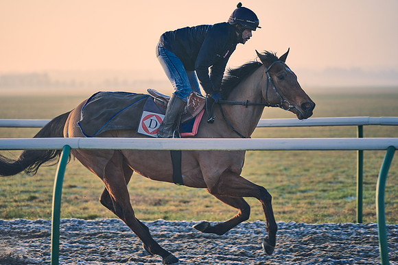 Southfields-002-Dominic-James-Horse-In-Training-4092