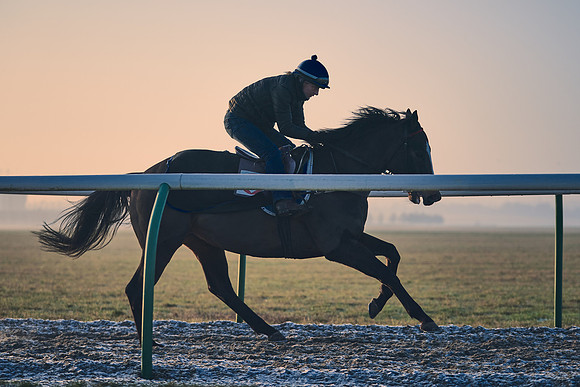 Southfields-002-Dominic-James-Horse-In-Training-4106