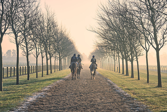 Southfields-002-Dominic-James-Horse-In-Training-4123