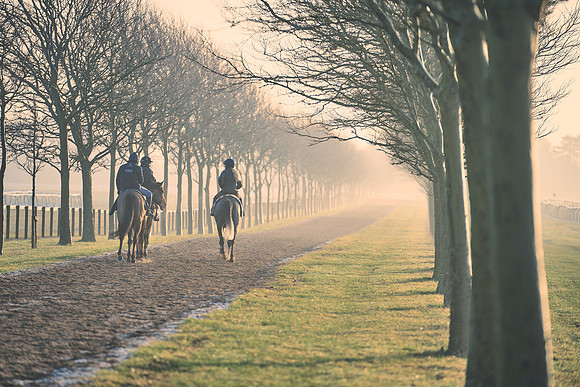 Southfields-002-Dominic-James-Horse-In-Training-4127