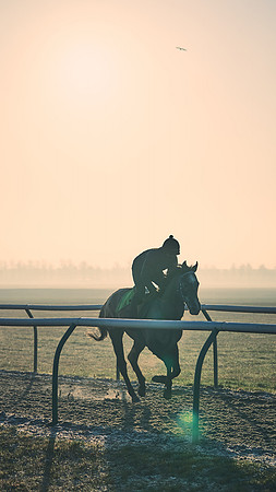 Southfields-002-Dominic-James-Horse-In-Training-4137