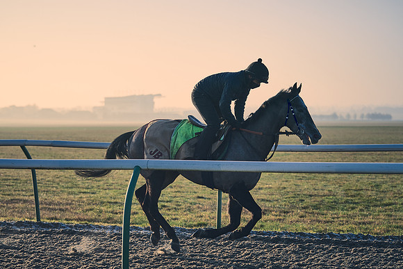 Southfields-002-Dominic-James-Horse-In-Training-4142