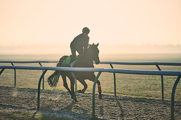 Southfields-002-Dominic-James-Horse-In-Training-4179