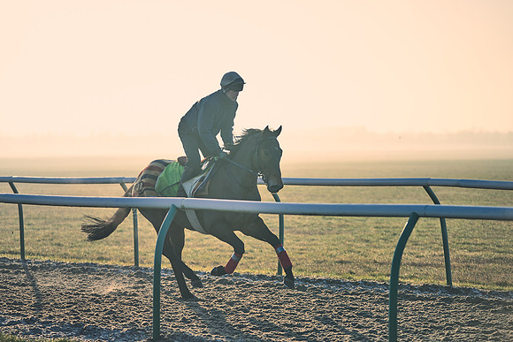 Southfields-002-Dominic-James-Horse-In-Training-4182