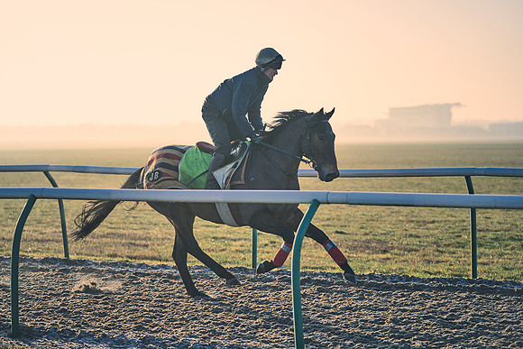 Southfields-002-Dominic-James-Horse-In-Training-4184