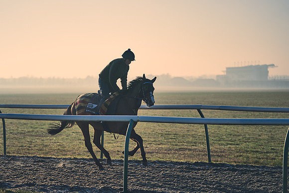 Southfields-002-Dominic-James-Horse-In-Training-4201