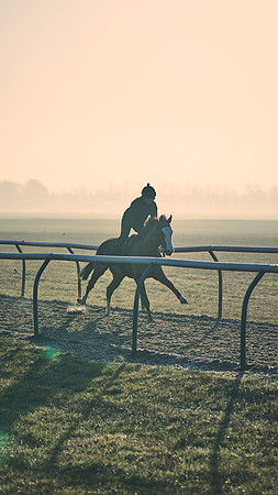 Southfields-002-Dominic-James-Horse-In-Training-4215