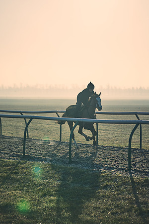 Southfields-002-Dominic-James-Horse-In-Training-4217