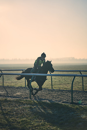 Southfields-002-Dominic-James-Horse-In-Training-4221