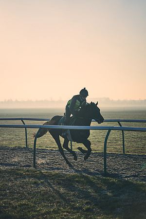 Southfields-002-Dominic-James-Horse-In-Training-4222