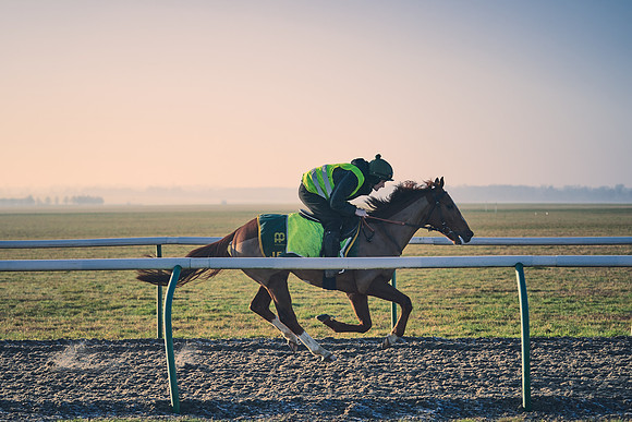 Southfields-002-Dominic-James-Horse-In-Training-4247