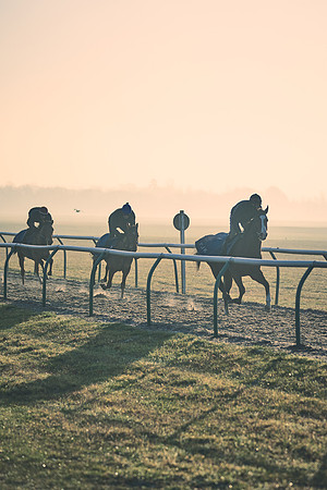 Southfields-002-Dominic-James-Horse-In-Training-4259