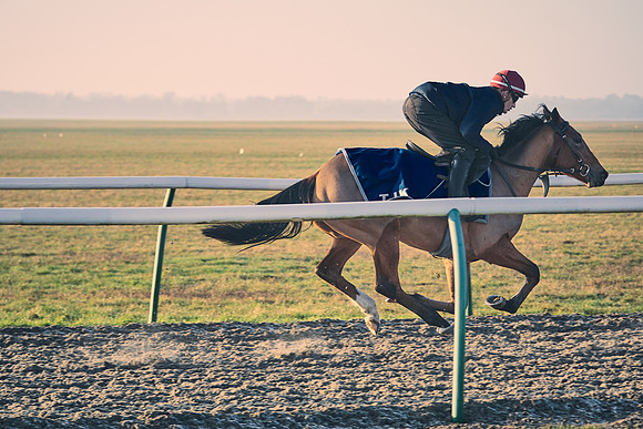 Southfields-002-Dominic-James-Horse-In-Training-4267