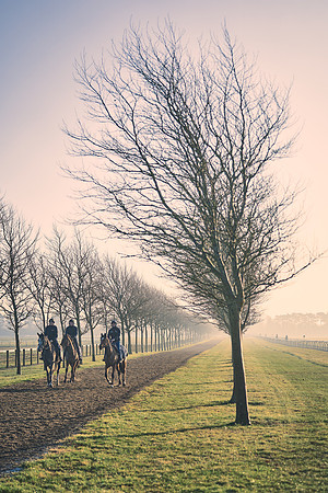 Southfields-002-Dominic-James-Horse-In-Training-4278