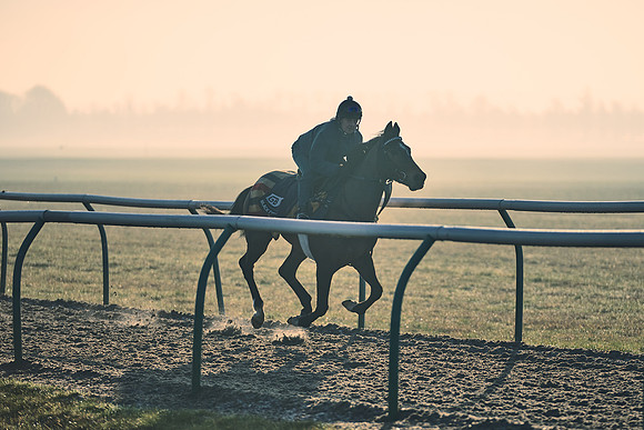 Southfields-002-Dominic-James-Horse-In-Training-4287