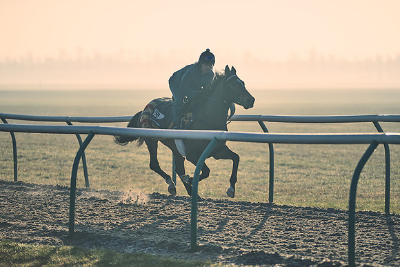 Southfields-002-Dominic-James-Horse-In-Training-4288