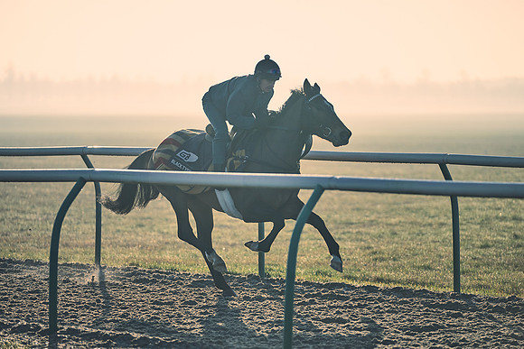 Southfields-002-Dominic-James-Horse-In-Training-4292
