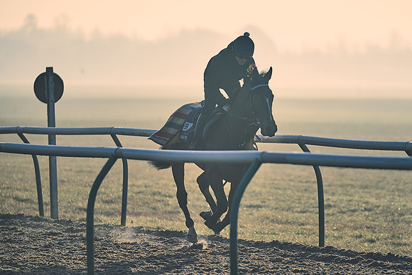Southfields-002-Dominic-James-Horse-In-Training-4298