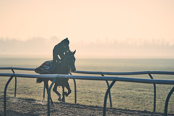 Southfields-002-Dominic-James-Horse-In-Training-4299