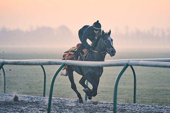 Southfields-002-Dominic-James-Horse-In-Training-3856