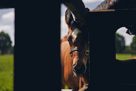 Dominic-James-Horsepower-0058