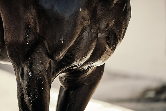 Dominic-James-Horsepower-0049