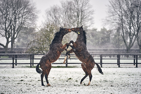 Dominic-James-Horsepower-0001