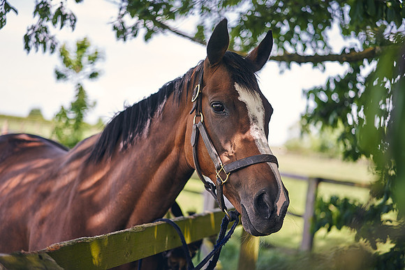 Dominic-James-Horsepower-0054