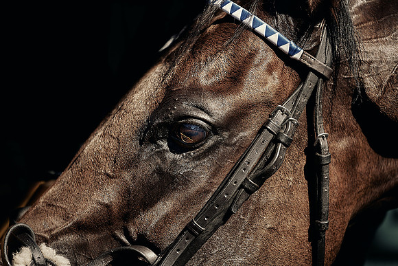 Dominic-James-Horsepower-0046