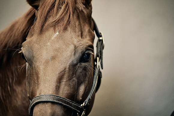 Dominic-James-Horsepower-0050