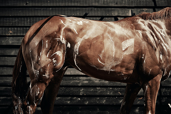 Dominic-James-Horsepower-0048