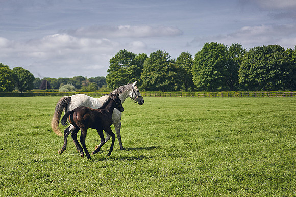 Dominic-James-Horsepower-0060