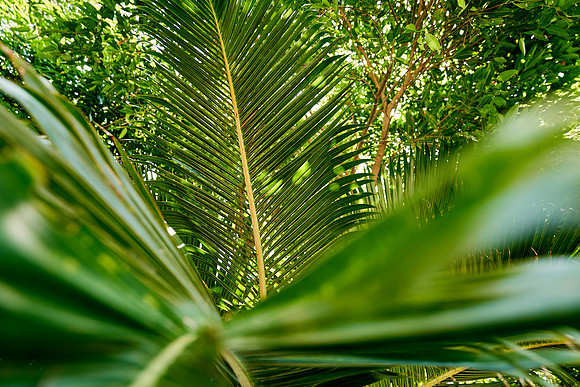 _DOM6439