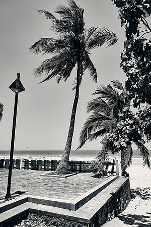 _DOM6460