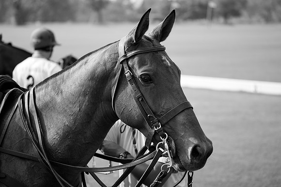 THAI-POLO-OPEN-THURSDAY_DJ_6912 1
