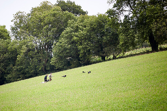 Goodwood Estate partridge shoot