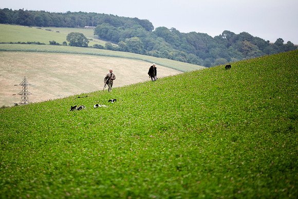 Goodwood Estate partridge shoot