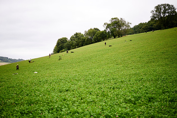 Goodwood Estate partridge shoot