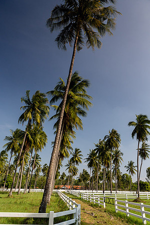 5G3A6514.CR2