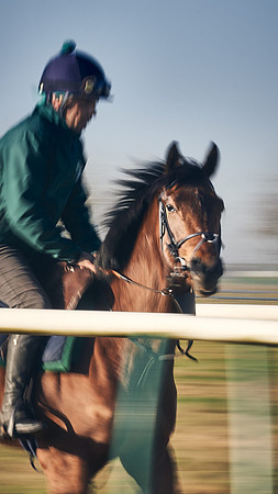 Southfield-Farm0Gallops-DJ-_DJ96771.ARW-0713