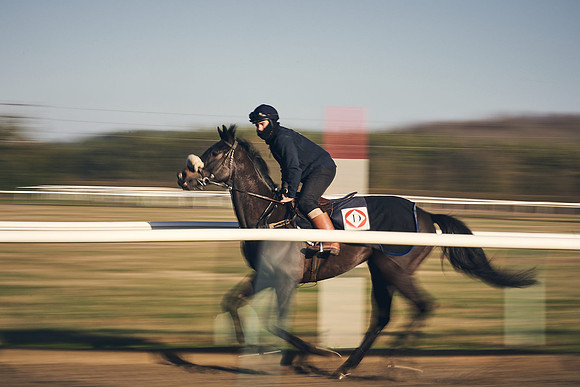 Southfield-Farm0Gallops-DJ-_DJ96356.ARW-0298