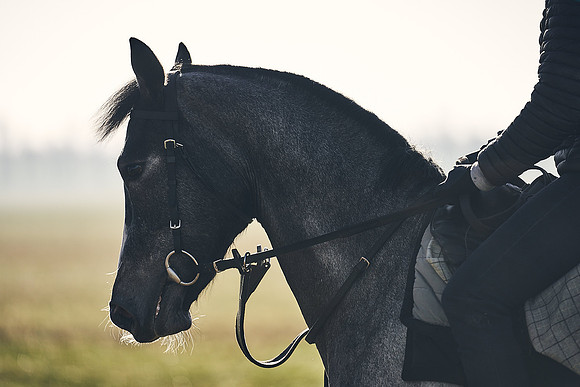 Southfield-Farm0Gallops-DJ-_DJ97284.ARW-1226