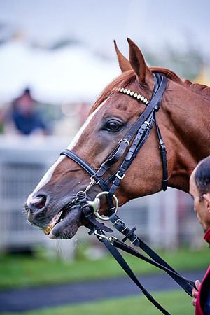 QGF2019_DominicJames-00737