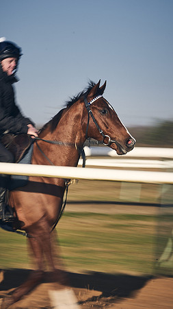 Southfield-Farm0Gallops-DJ-_DJ96910.ARW-0852