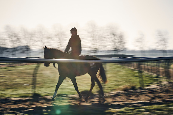Southfield-Farm0Gallops-DJ-_DJ96668.ARW-0610
