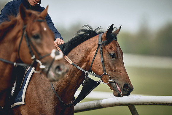 HORSES-IN-TRAINING-9TH-APR-DJ-0343