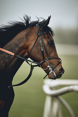 HORSES-IN-TRAINING-9TH-APR-DJ-0389