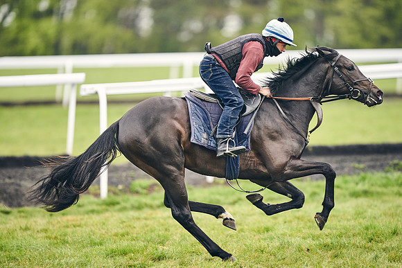 HORSES-IN-TRAINING-18TH-APR-DJ-1578
