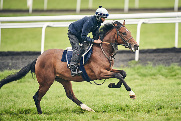 HORSES-IN-TRAINING-18TH-APR-DJ-1593